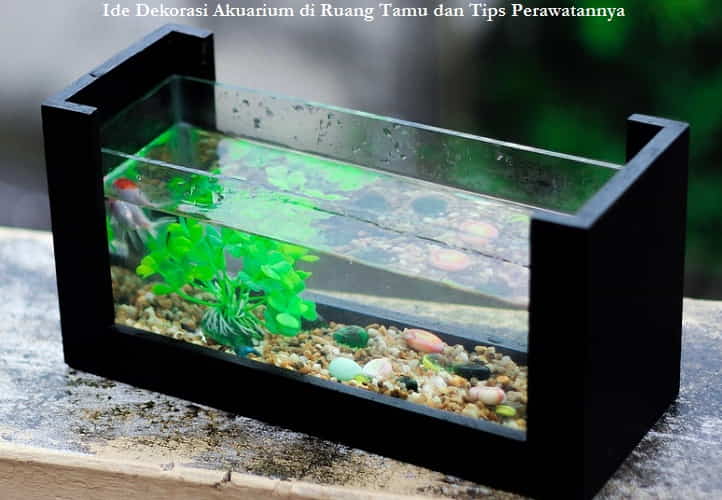 Ide Dekorasi Akuarium di Ruang Tamu dan Tips Perawatannya